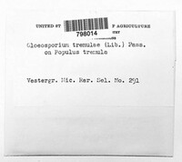 Titaeosporina tremulae image